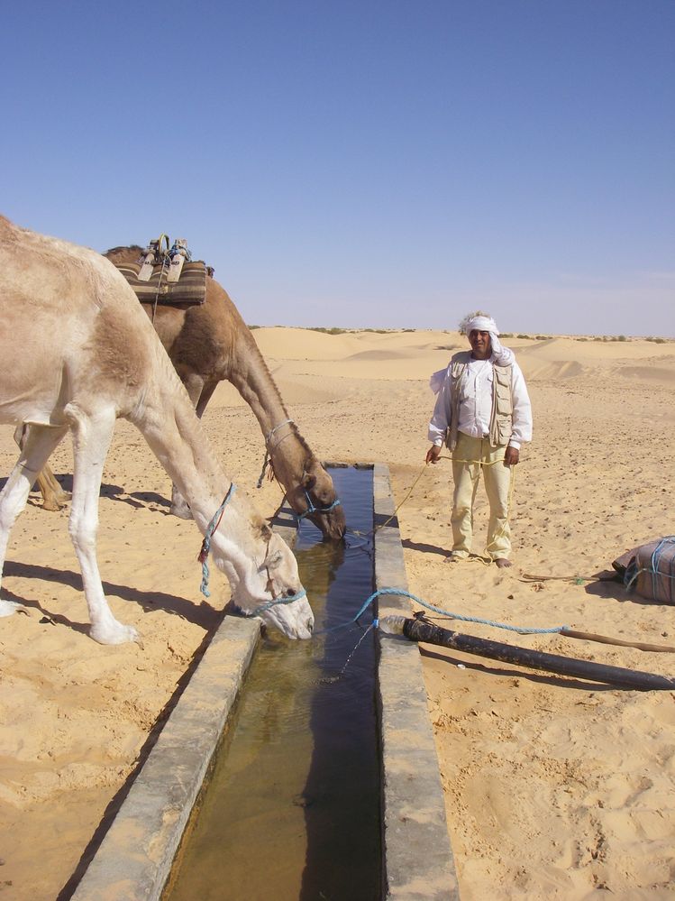 camel drinking