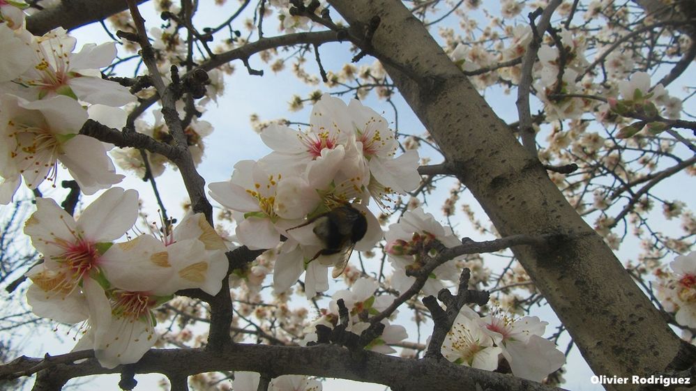Flores de Almendros con abeja. Olivier Rodriguez