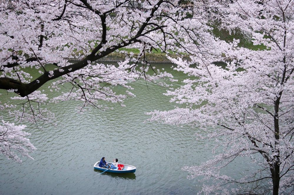 Cherry Blossom a.k.a. Sakura