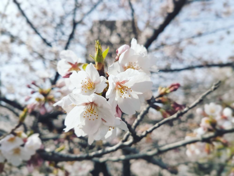 Original Sakura