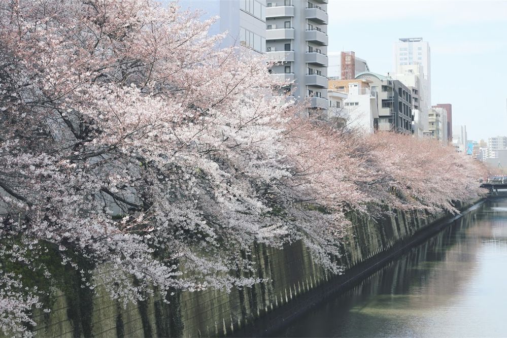 Cherry blossom trees at both sides of the river