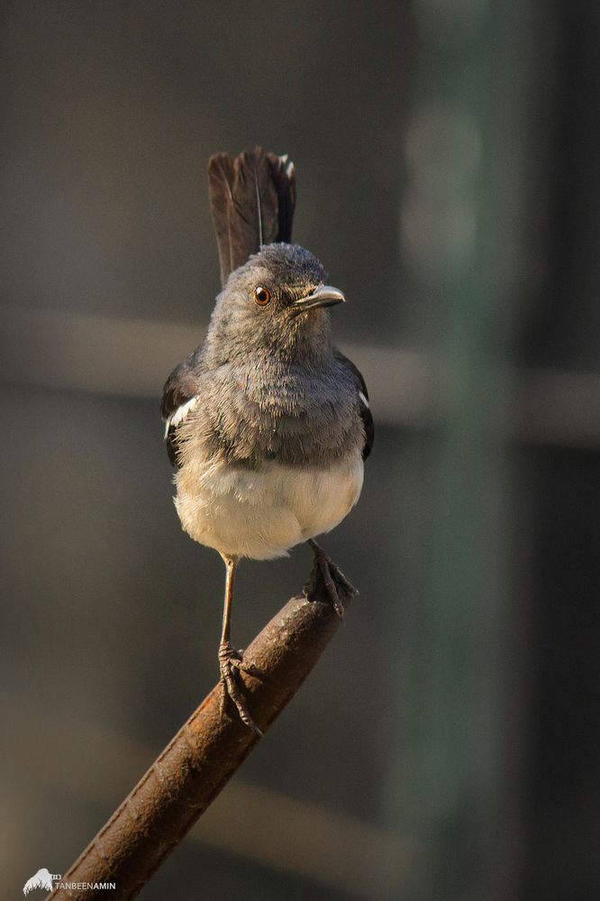 Magpie Robin