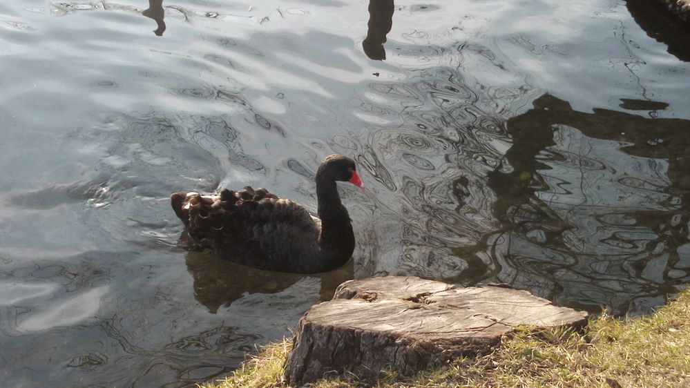 Black Swan - Porto di Fiera - Treviso