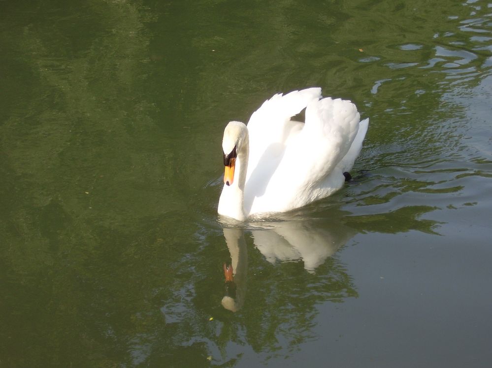 White Swan - Silea - Treviso
