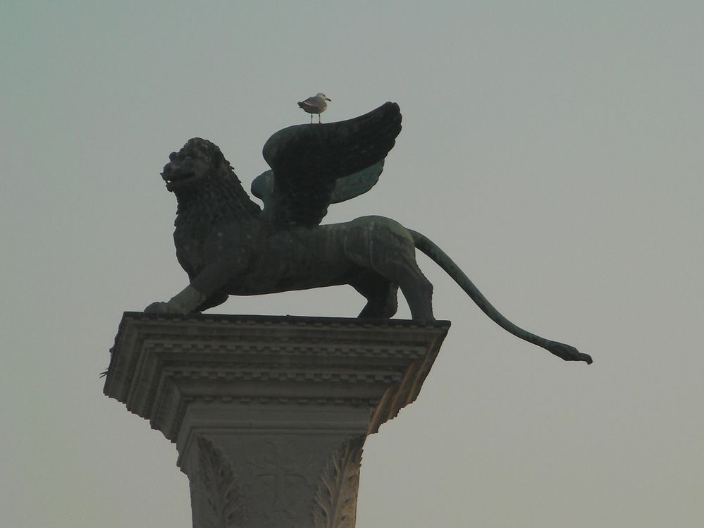 Gabbiano Reale sul Leone di Piazza San Marco