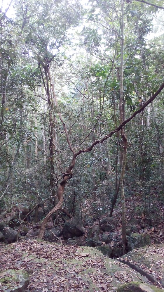 Rain forest  at Kalawana village