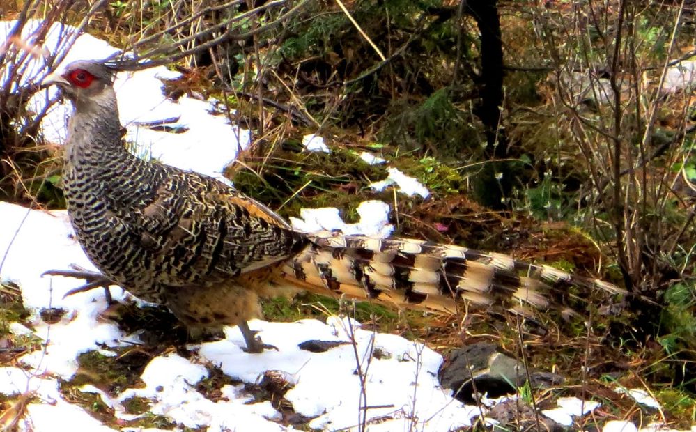 Cheer  pheasant Nanda Devi National Park NDI.jpg