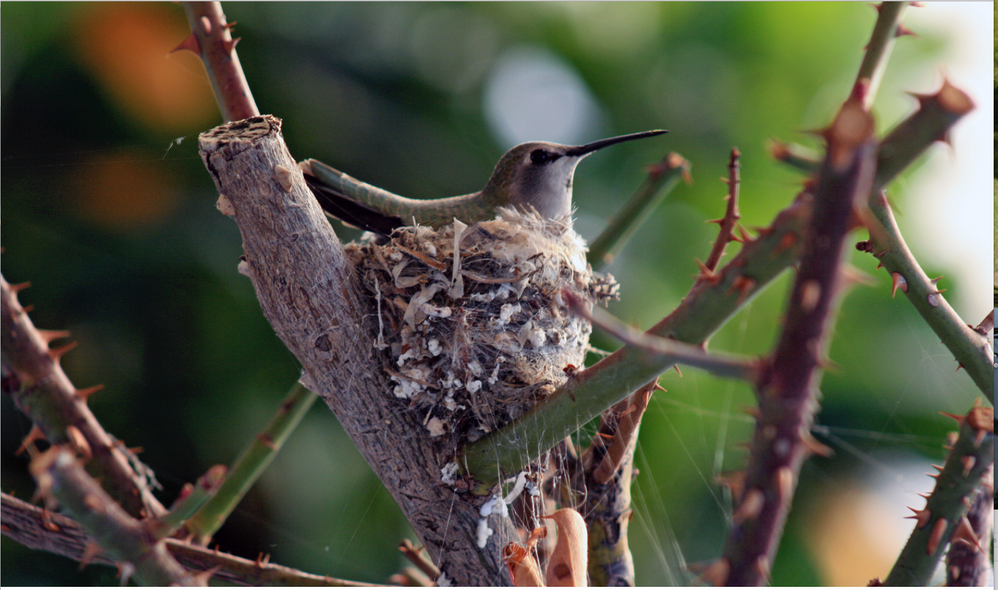 Hummingbird in it's nest in a Rose bush.