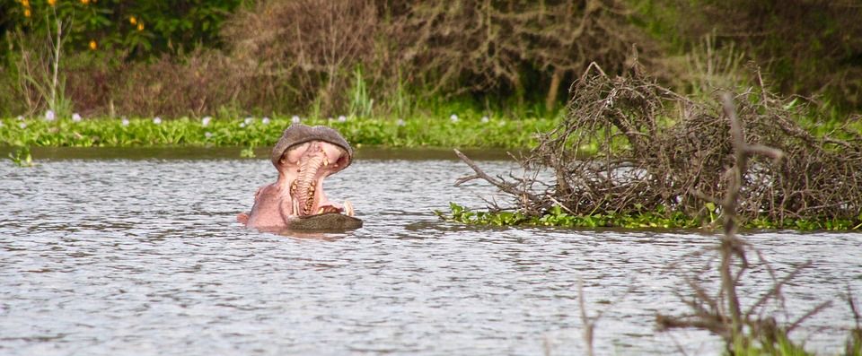 A Hippo in Lake Naivasha