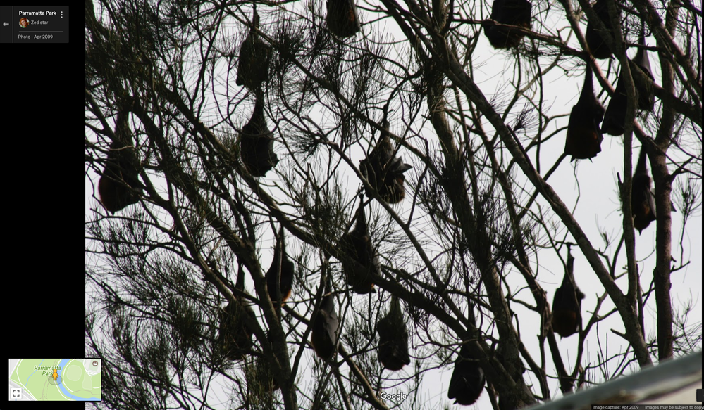 Thousands of Flying Foxes line the river.