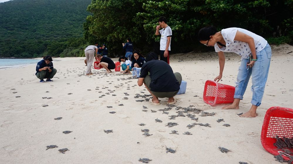 Volunteers help bringing baby turtles to the beach