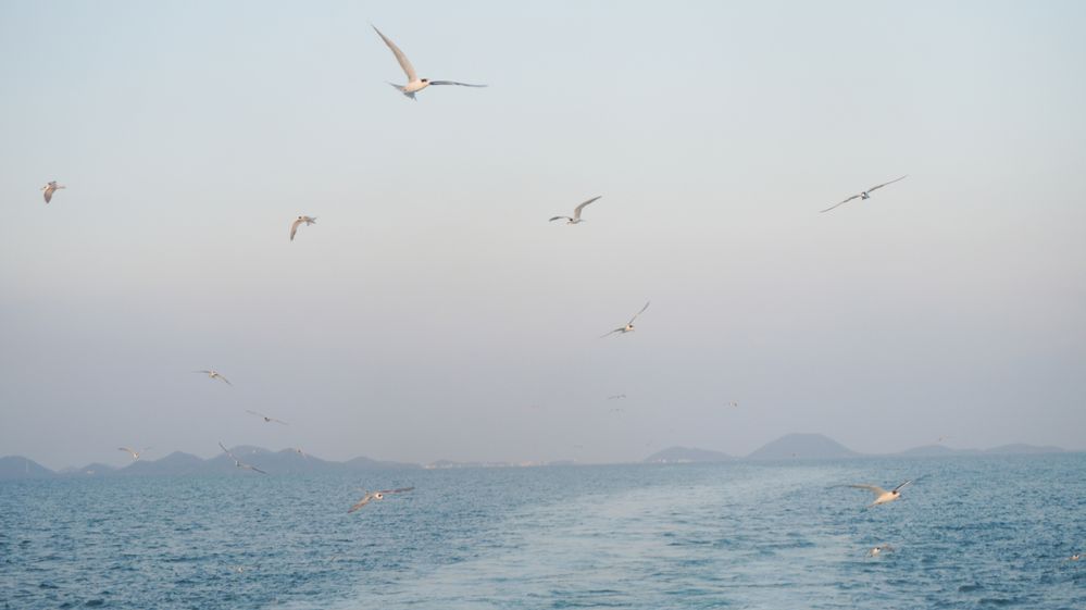 Seagulls following our ferry to Phu Quoc island