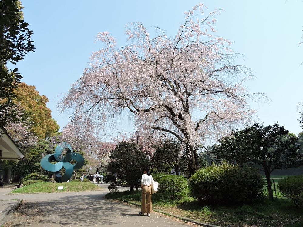Sakura_1.JPG