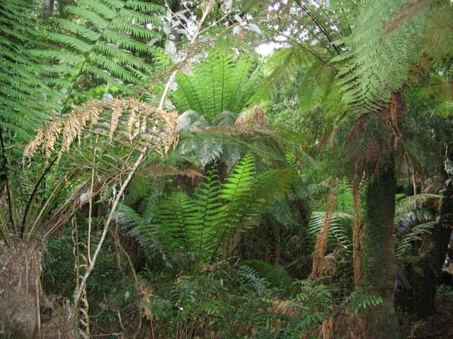 Thick rainforest on the coast.