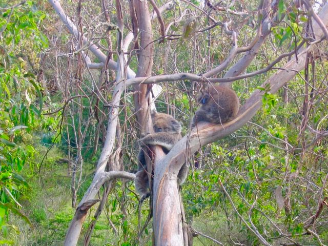 Koalas.