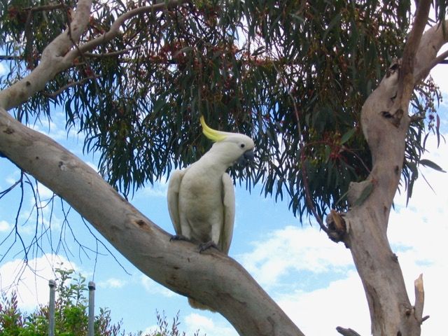 Cockatoos are everywhere in Australia.