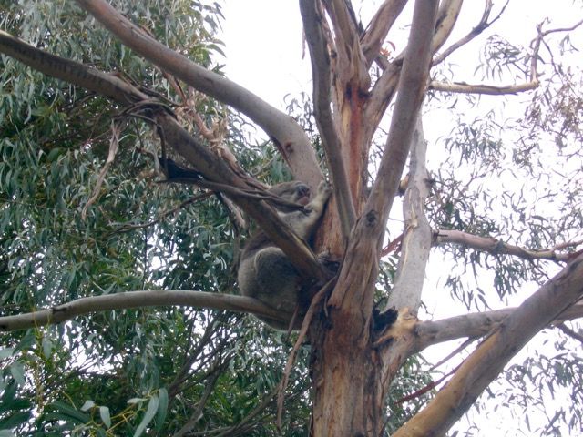 Koala napping as always.