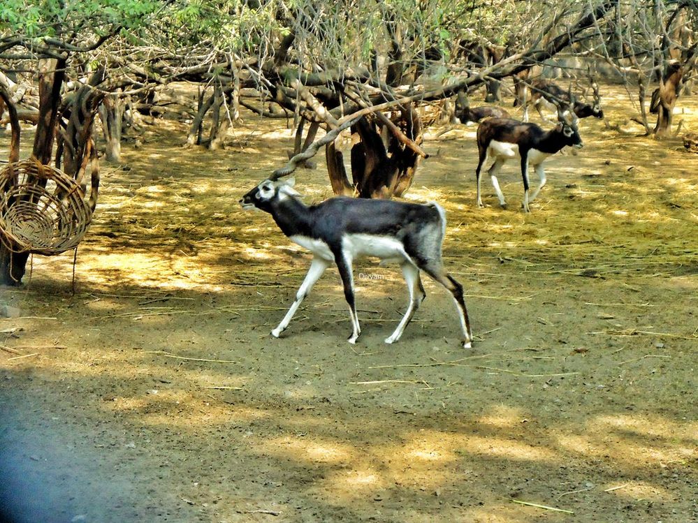 Local Guides Connect - Delhi's National Zoological Park : You must know ...  - Local Guides Connect