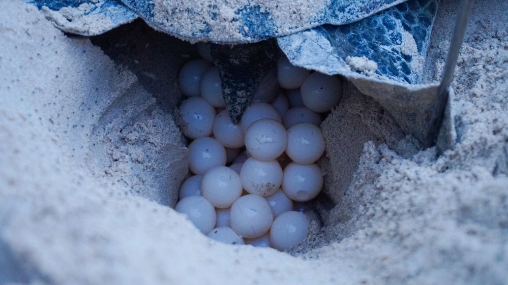 Caption: A photo of eggs in a hole below the tail of a sea turtle on a sandy beach. (Local Guide @NguyenNguyenNhi)