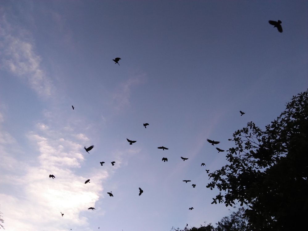 Birds on air
