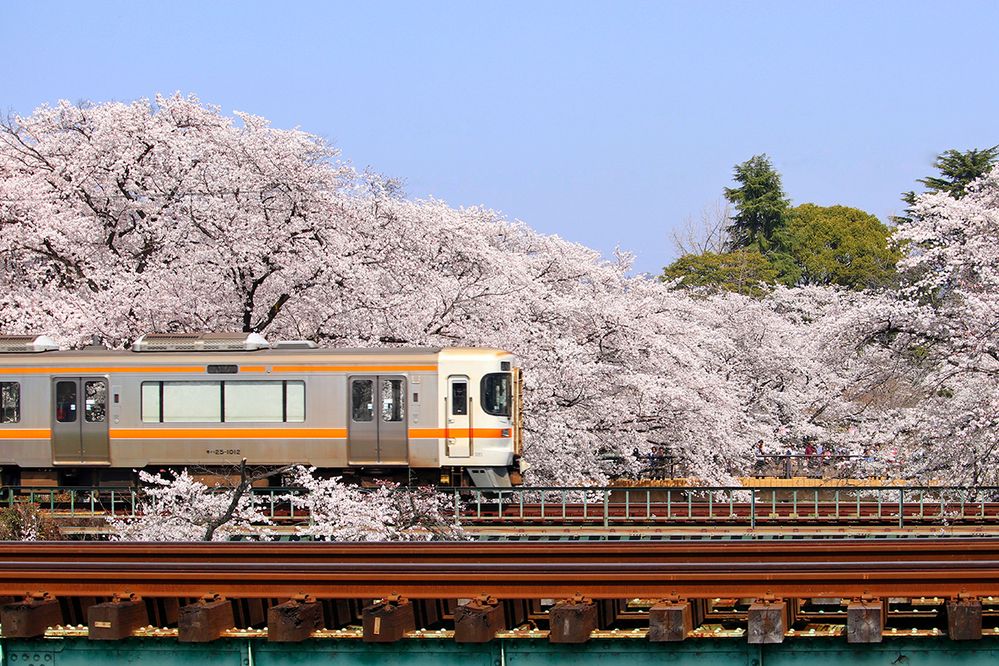 Caption: A photo of a train accelerating on outdoor railroad tracks surrounded by cherry blossom trees. Photographed at Shiminkōen-mae Station in Kakamigahara, Japan. (Local Guide Jonny Owatari)