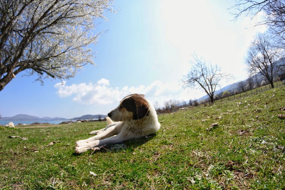 Greek shepherd dog relaxing near  lake Plastira