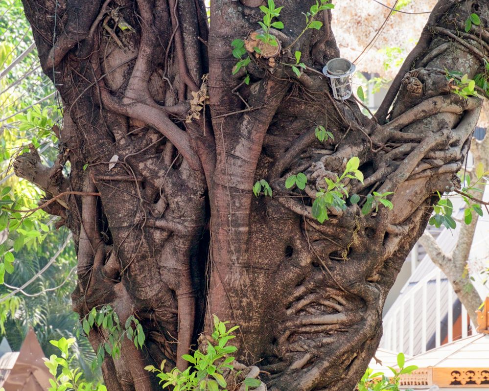 Tree trunk, or internal organs of an alien?