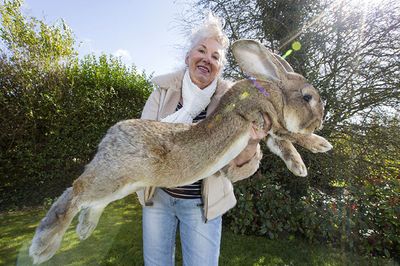worlds-largest-rabbit-darius-jeff-6_zpsg5iijcml.jpg