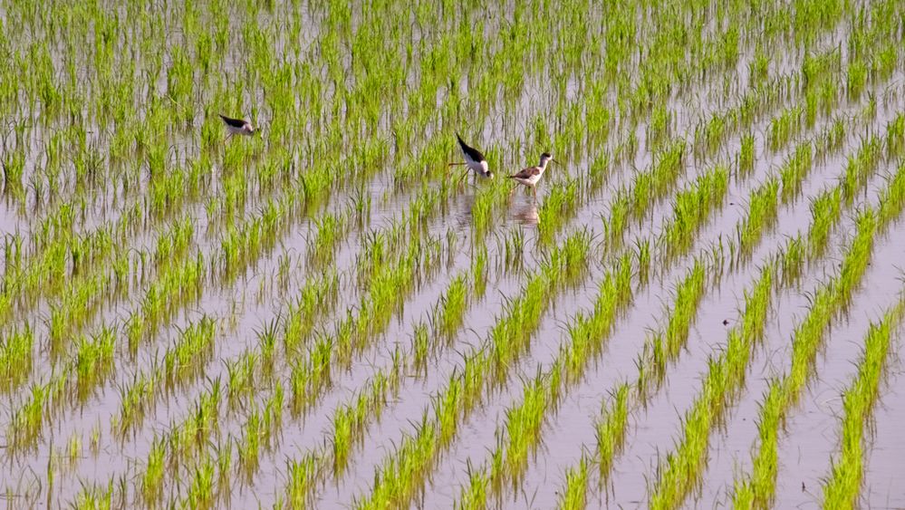 birds-rice-fields-chiang-rai-3485.jpg