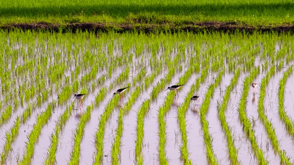 birds-rice-fields-chiang-rai-3498.jpg