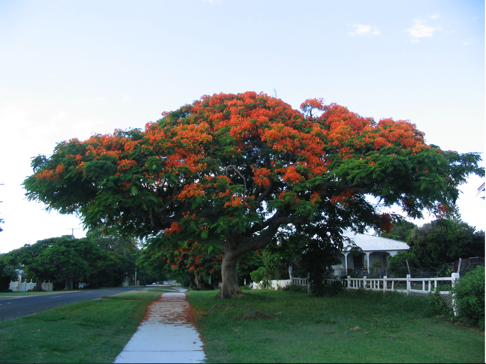 Poinciana tree in Cleveland,QLD.