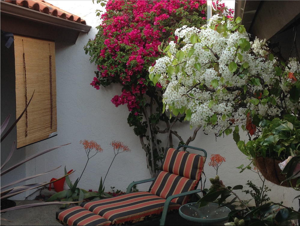 Bougainvillea tree in our courtyard.