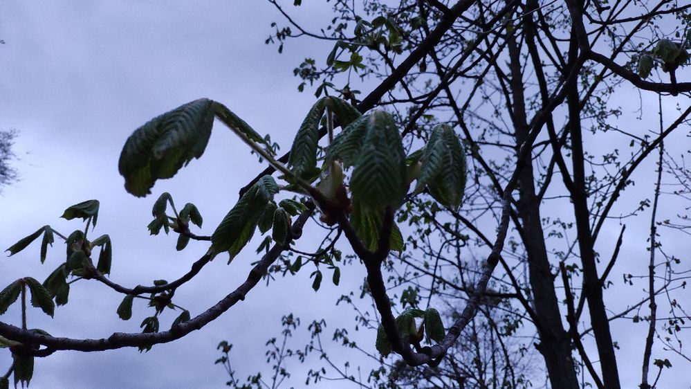 Chestnut leaves now. Mid spring. Evening.