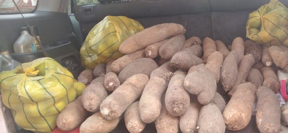 Tubers of yam and oranges. They have the biggest yam size in Nigeria  especially in Kastina Ala of Benue State