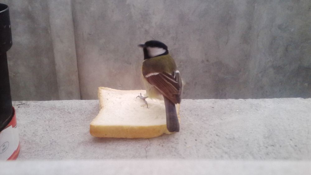 Belgrad. Every day we gave some bread to eat and this bird came everyday to our window