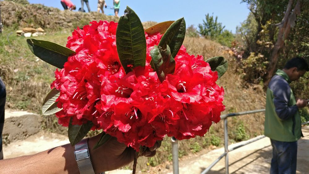 Rhododendron, National Flower of Nepal