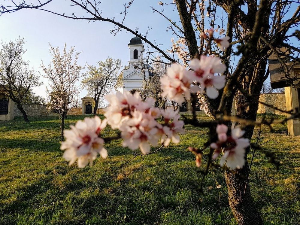Blossoming almond trees with he Calvary Chapel in the background