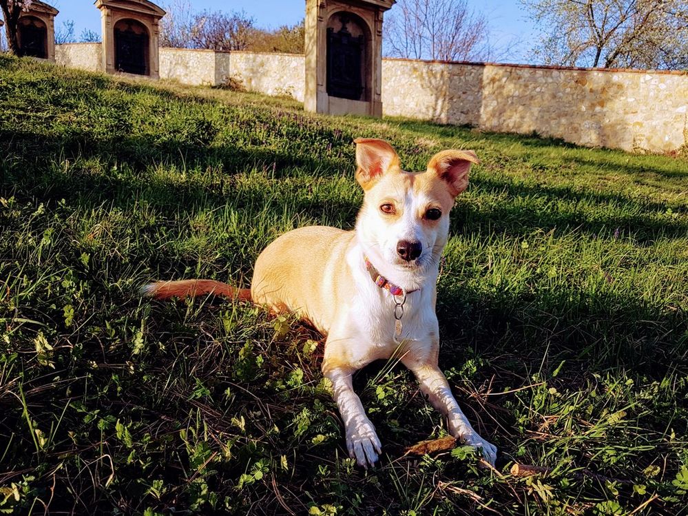 My dog, Málne enjoyed the golden sunshine.