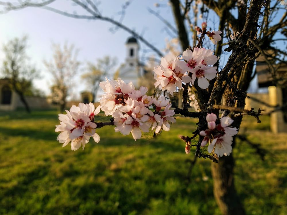 five-petal-almond-blossom.jpg