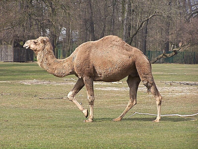 800px-Camelus_dromedarius_at_Tierpark_Berlin_(2).JPG