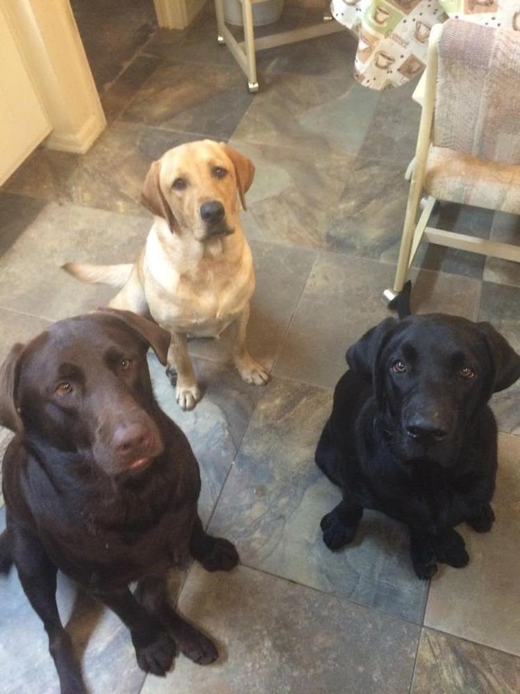 This is my parent's and brother's dogs, Quincy is the brown lab, Dixie is the yellow lab and Barney is the black lab.