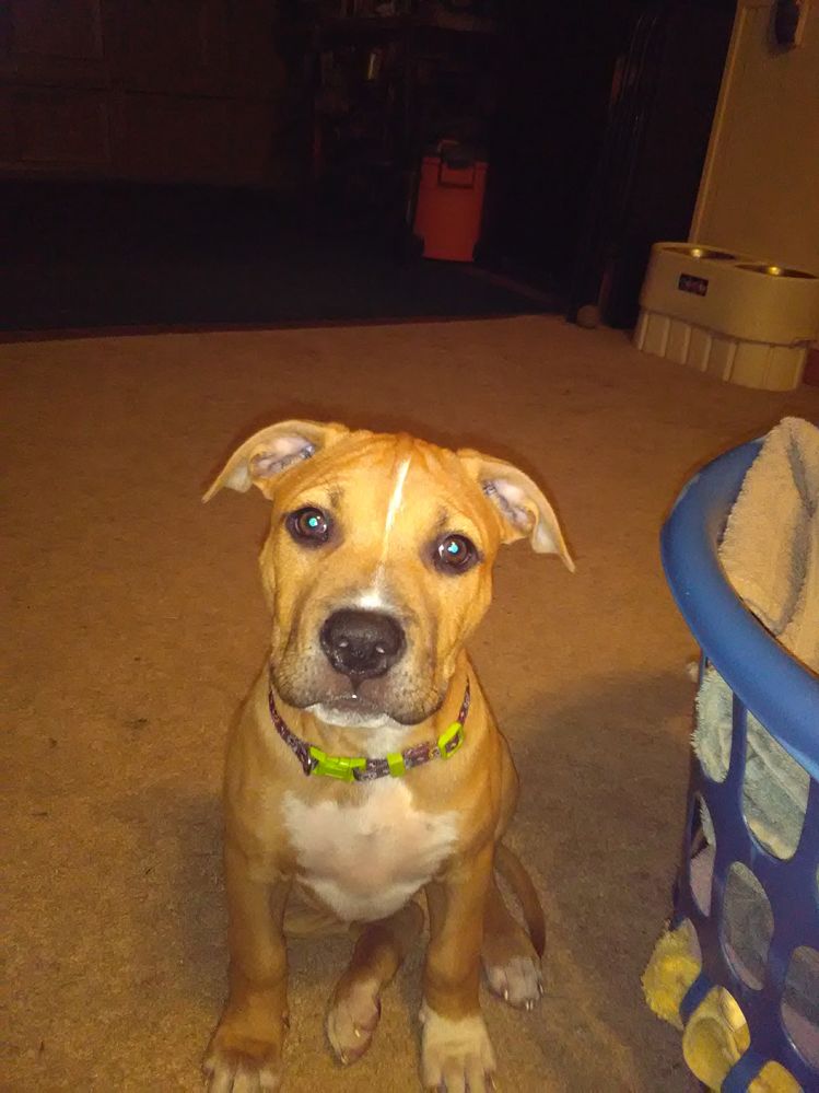 This is my husband's and my second dog who is a pitbull and  curr  mix she is a doll her name is Lily  Pad Sloan