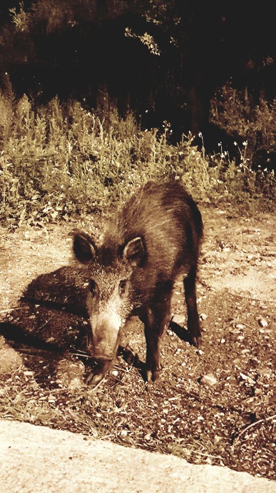 Wild boar visit Font del Gos neighborhood