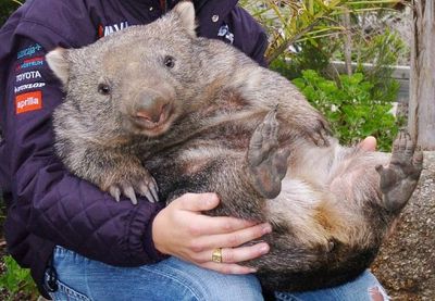 https://www.australiazoo.com.au/our-animals/mammals/wombats/