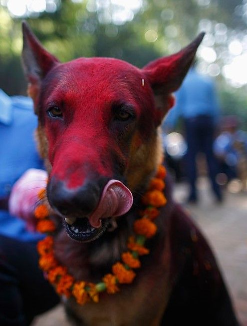 Dog worshipped