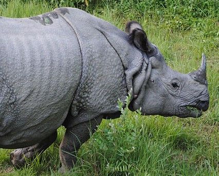 one horn Rhino