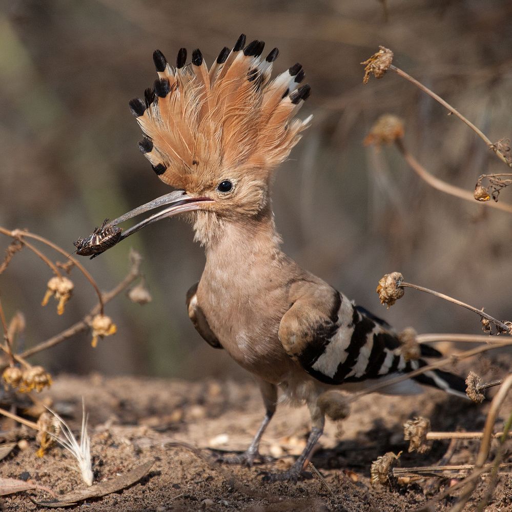 Hoopoe_with_insect.jpg