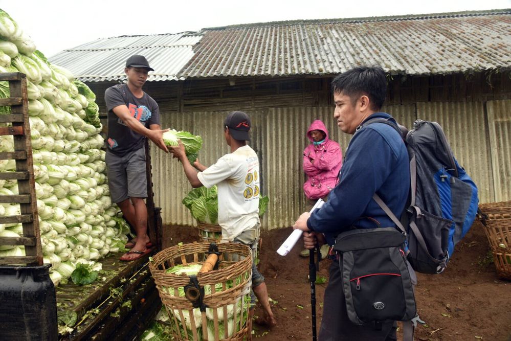 Warga panen sayuran