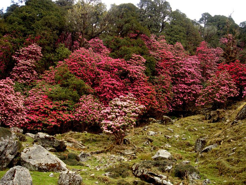 rhododendron-at-chopta-1.jpg