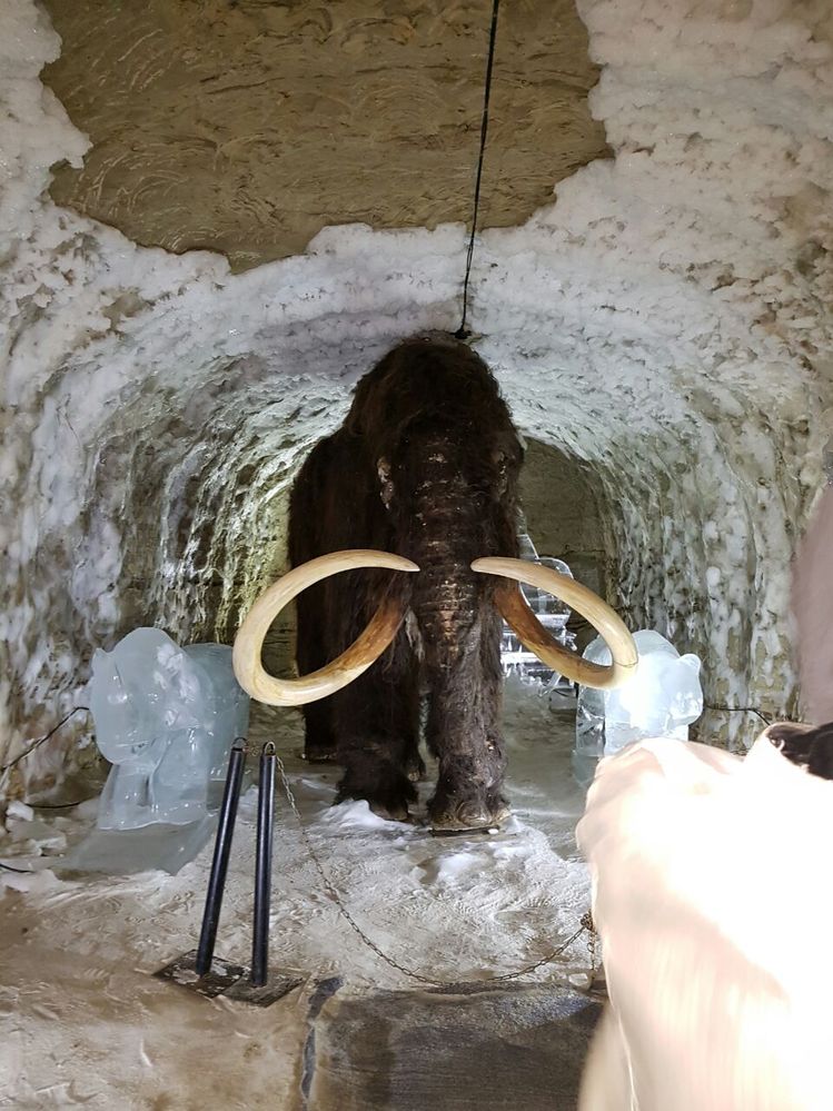 In one of the enclosed spaces I found the carcass of a real mammoth. I was not allowed to take pictures, but I still remember the terrible smell of decomposition of flesh...